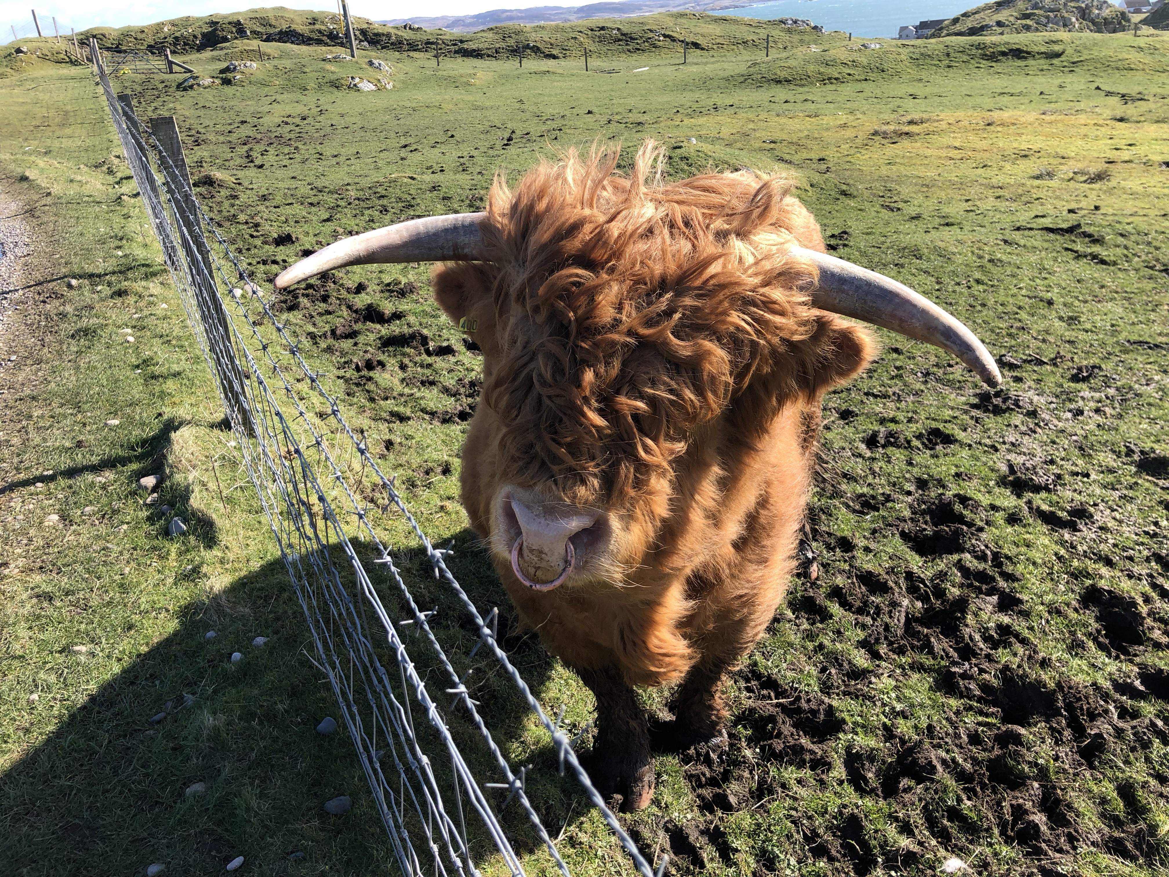 A Hairy Coo